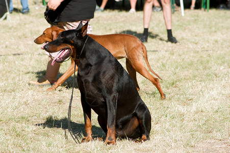 狗狗训练宠物小狗团体家庭杂交种动物毛皮乐趣培训师公园背景图片