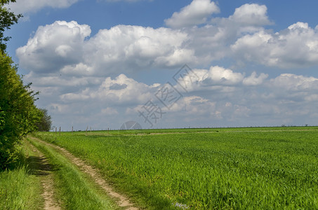 天空 云层和玉米田背景高清图片