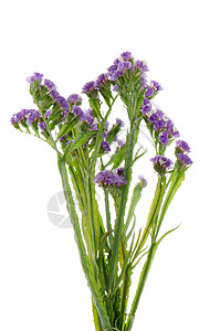 紫紫静态花朵水平白色紫色背景图片