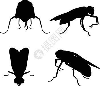 普通慢虫普通家蝇隔离在白色高清图片