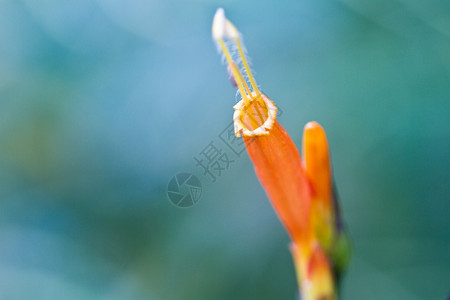 黄粉和粉红 泰国高角恩盖岛一棵树上的鲜花热带花朵植物背景图片