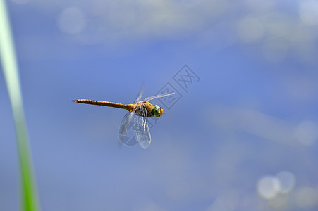 单翅膀素材飞龙特写 在水面上飞翔身体缩影生物学速度飞行风景蓝色天空野生动物植物背景