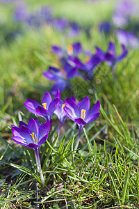 春天的花朵(Crocus L )背景图片