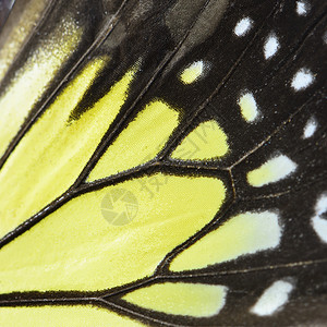 黄蝴蝶翅膀黄色宏观昆虫君主背景图片