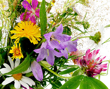 未开化野花花束植物学毛茛插花花朵纹理雏菊紫色草族画幅植物背景