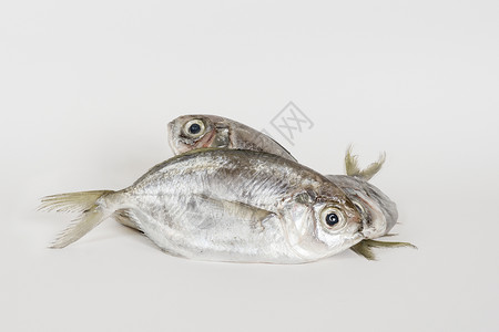 假流鱼海洋野生动物乳菇动物银白色食物硬盘荒野营养海鲜背景图片
