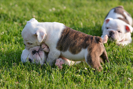 玩小狗狗游戏动物垃圾斗争犬类跑步英语斗牛犬摔角高清图片