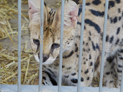 笼子里的野猫人道庇护所荒野动物园陷阱社会眼睛猫科哺乳动物兽医图片