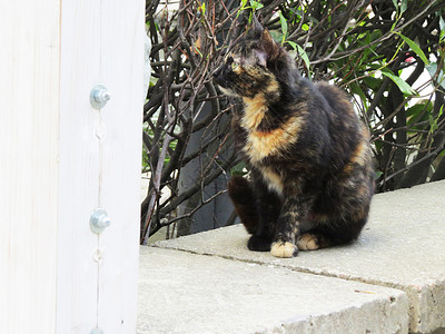 笼子里的野猫社会毛皮捕食者马戏团动物动物园宠物猎人人道兽医图片