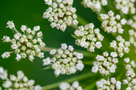 Daucus 胡萝卜 安妮女王的蕾丝植物花边宏观花园白色野花荒野杂草植物群背景图片