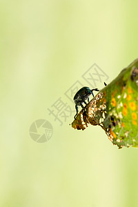 日语 叶边的日本美甲叶子树叶昆虫甲虫宏观凤梨果园侵扰损害果树背景图片