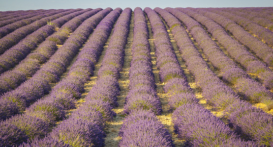 法国 普罗旺斯戏剧性农村农业风景香味乡村场地植物天空紫色背景图片
