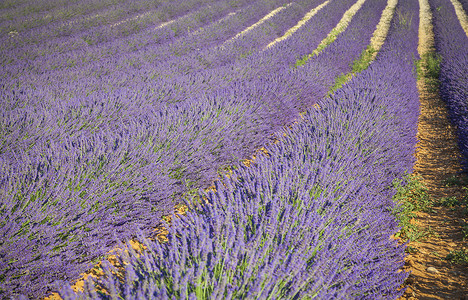 法国 普罗旺斯乡村戏剧性农业植物紫色风景农村香味天空场地背景图片