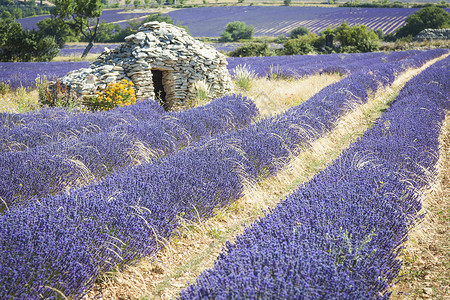 法国 普罗旺斯天空香味乡村农业植物场地戏剧性紫色农村风景背景图片