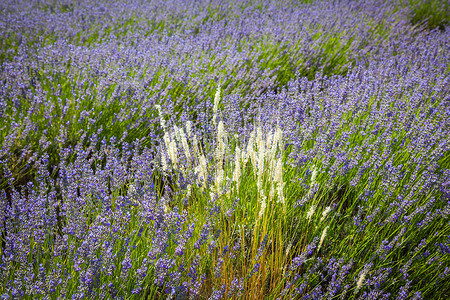 法国 普罗旺斯香味戏剧性天空乡村农村农业场地风景紫色植物背景图片