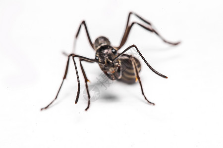 白色背景的蚂蚁缝合乐趣眼睛触角家族昆虫插图蠕虫摄影荒野生态背景图片