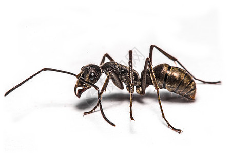 白色蚂蚁素材白色背景的蚂蚁缝合科学昆虫学昆虫眼睛生态动物插图样品生物学家族背景