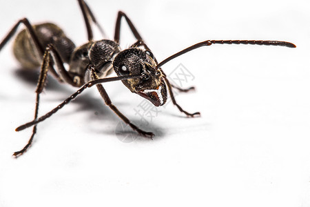白色背景的蚂蚁缝合昆虫微距眼睛腹部乐趣生物学样品昆虫学摄影标本背景图片