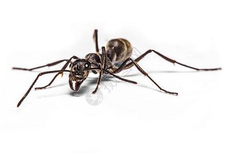 白色背景的蚂蚁缝合生物学插图标本生态昆虫学科学宏观眼睛家族腹部背景图片