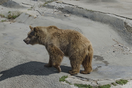 棕褐熊看到巢穴的转折背景图片