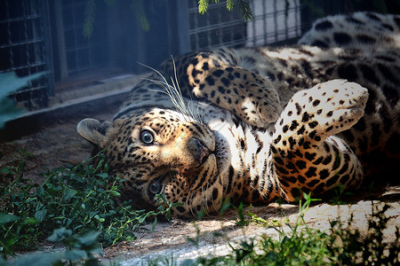 豹动物园荒野野生动物乐趣大猫背景图片