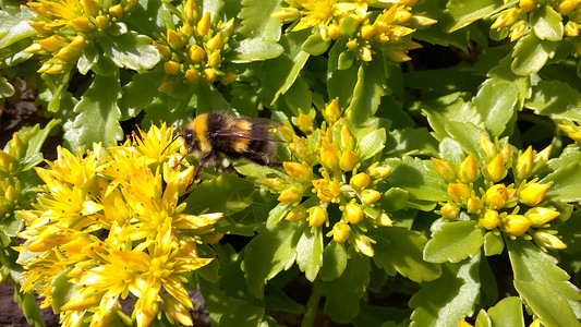 花上大黄蜂晴天昆虫黄色背景图片