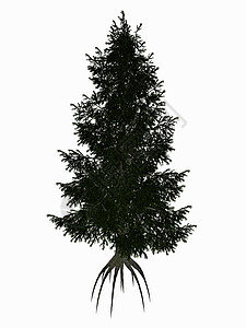 桑根皮科罗拉多州 蓝色或绿色的花生 皮西亚松树 - 3D背景