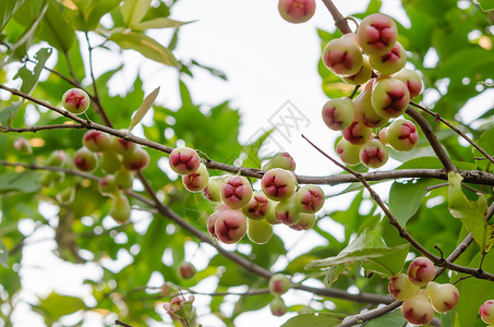 玫瑰苹果生产红色食物团体叶子花园绿色水果背景图片