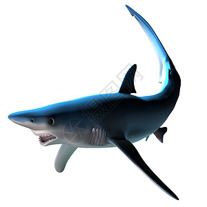 蓝鲨鱼海上生活海洋生物野生动物食肉海洋珊瑚礁盐水热带动物生物背景图片