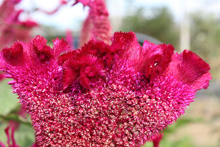 福尔摩斯塞罗西亚花朵鸡冠粉色紫色叶子鸡冠花花束植物背景