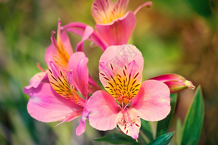 美丽的粉红色花朵与叶子的绿色对立绿化黄色园林投标花艺雄蕊植物学植物花瓣花园背景图片