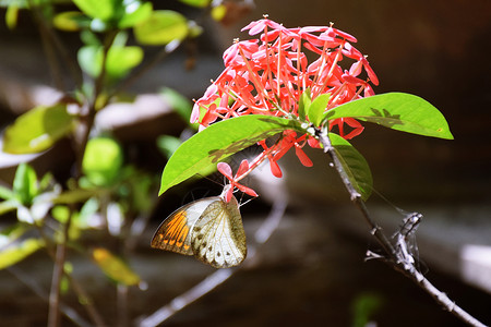 蝴蝶和花朵叶子红花昆虫背景图片