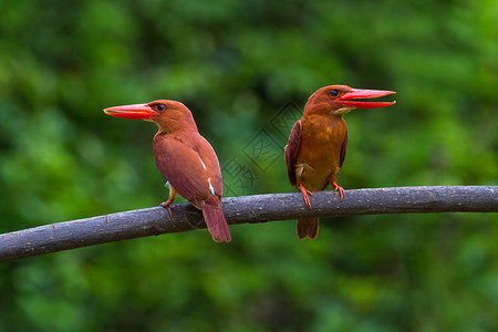 陆基捕王者女性翠鸟观鸟者手表彩色热带红树雨林红色男性背景图片
