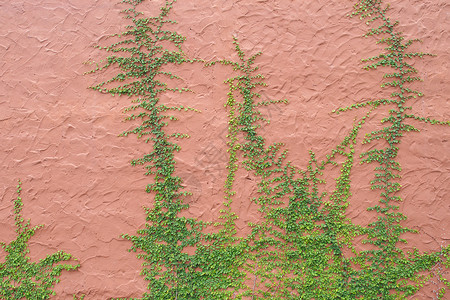 长线墙生长绿色藤蔓爬山虎结构建筑水泥叶子植物背景图片