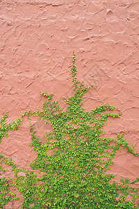 长线墙结构藤蔓生长叶子爬山虎水泥建筑绿色植物高清图片