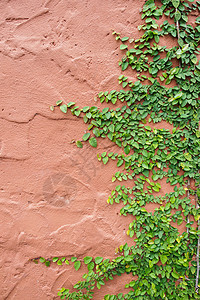 长线墙绿色建筑植物爬山虎生长藤蔓叶子结构水泥背景图片