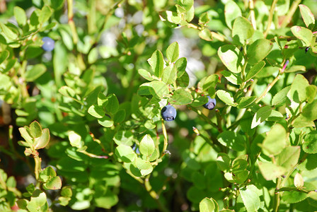 挪威蓝莓Name背景图片