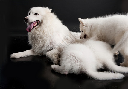 霍斯基雪橇白色犬类黑色纯品种团体摄影宠物工作室友谊背景图片