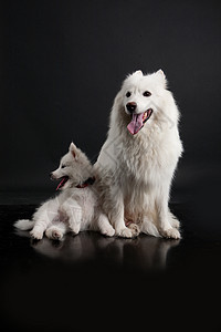 德霍斯霍斯基摄影犬类黑色猎犬爪子小狗白色友谊纯品种工作室背景