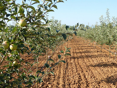 年轻的苹果果园水果农村农田商业绿色放样土壤金属植物农场背景图片