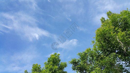 浅蓝天空和云彩背景的绿树蓝色墙纸绿色背景图片
