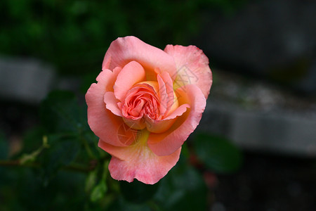 玫瑰红色漂亮的赖氨酸高清图片