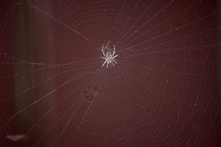 爱代尔科普动物蜘蛛臭虫红色网络背景图片