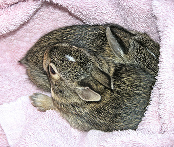 婴儿兔子哺乳动物宝宝家庭宠物动物背景图片