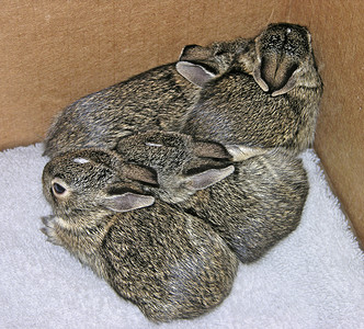 婴儿兔子动物家庭宠物哺乳动物宝宝背景图片