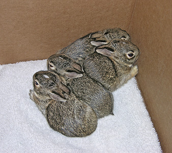 婴儿兔子家庭宝宝宠物哺乳动物动物背景图片