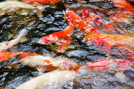 鱼群在池塘中游泳花园金鱼红色锦鲤鲤鱼橙子金子背景图片