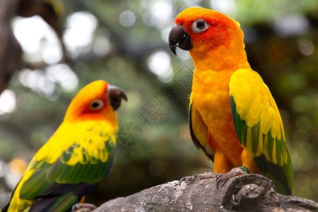 树枝上晒太阳的光线野生动物金色鹦鹉绿色锥尾修饰红色文化本土翅膀背景图片