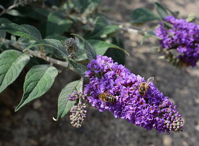 两只蜜蜂从紫花朵中收集花蜜高清图片