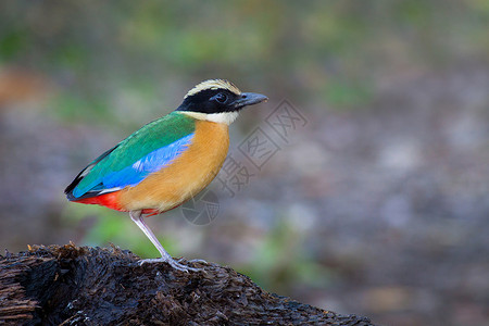 摩鹿加斯鸟保护皮塔饼高清图片